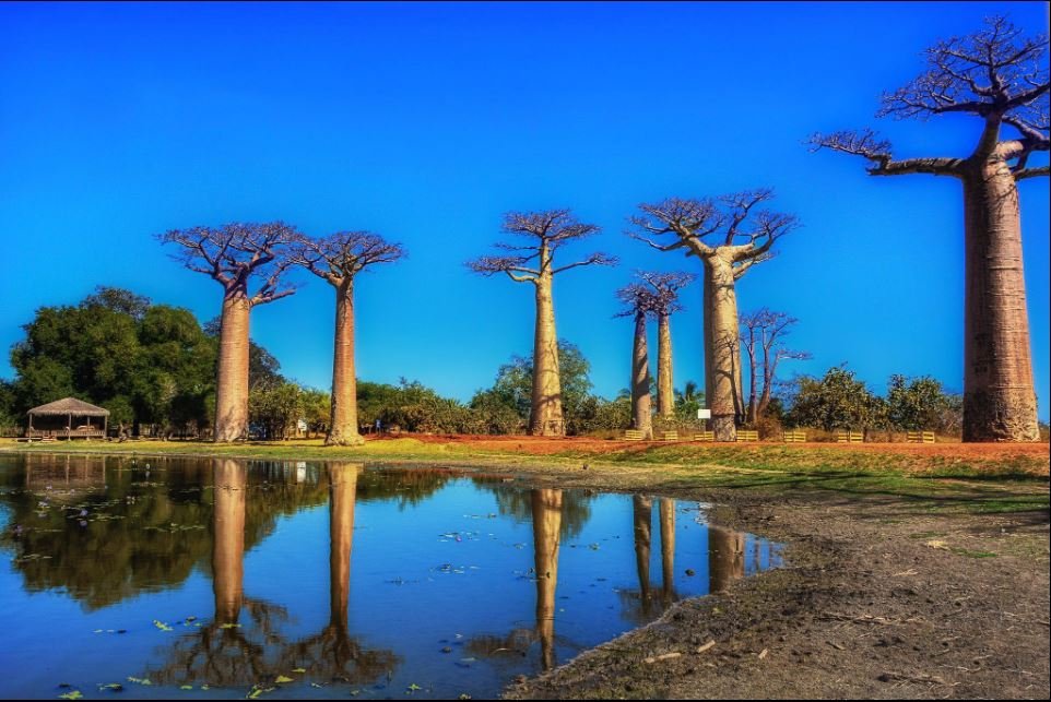 baobab1
