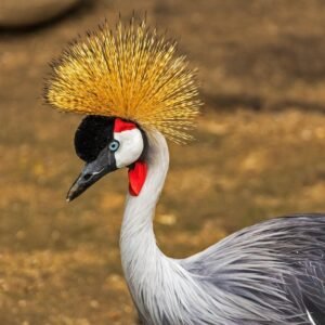 cranes 2 1