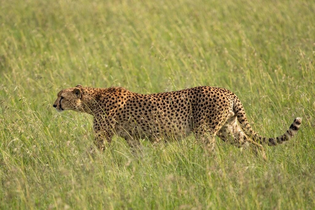 cheetah