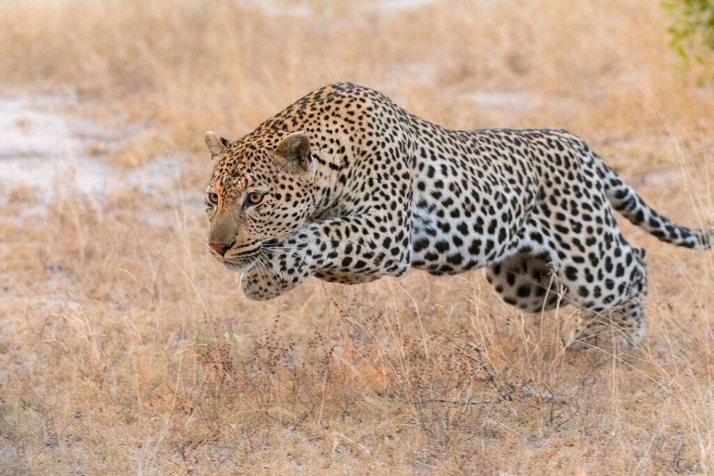 8 days masai mara luxury tented camps safari.jpg