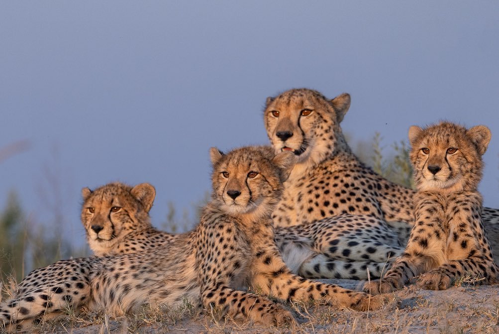 8be0e6757f344b6ab974c5c56a4c6733 375747259 252301230534311 3615534170141224904 n.jpg