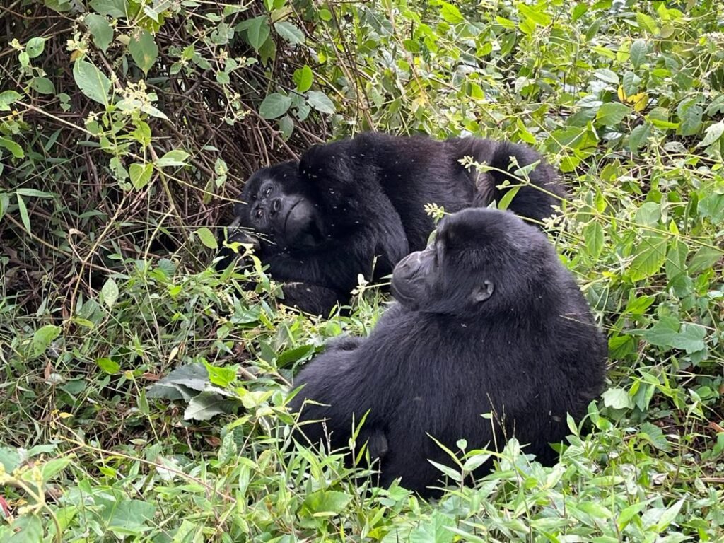gorillas in bwindi.jpeg