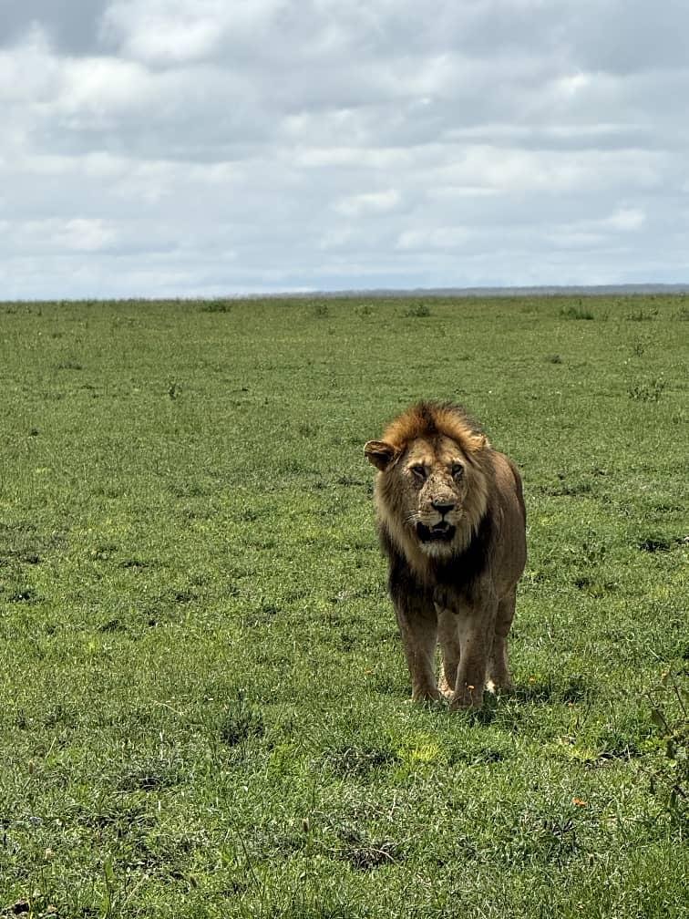 lion.jpeg
