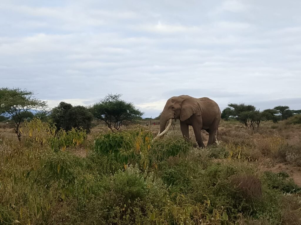 amboseli 4.jpg