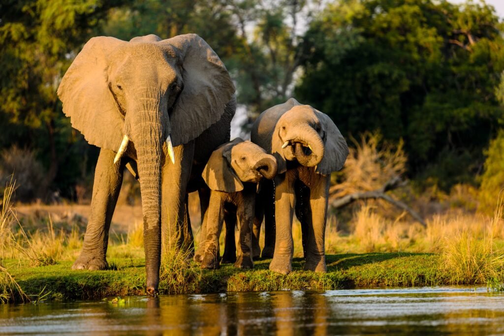 closeup shot elephants standing near lake sunset.jpg
