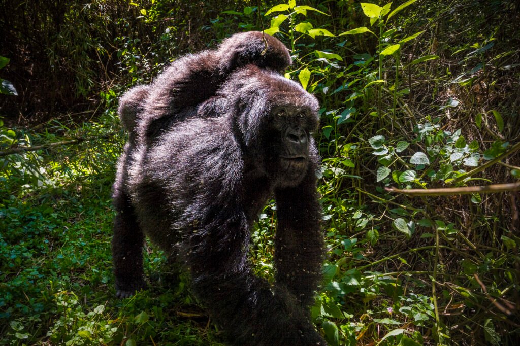 rwanda 1845 aurelien brusini copy 2.jpg