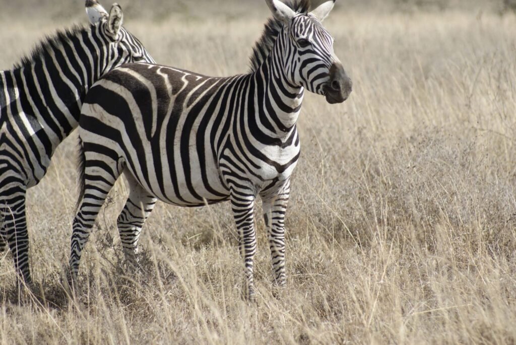 zebra.jpg