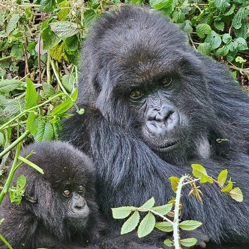 gorillas 3.jpeg