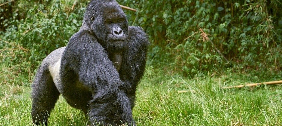 mgahinga np.jpeg