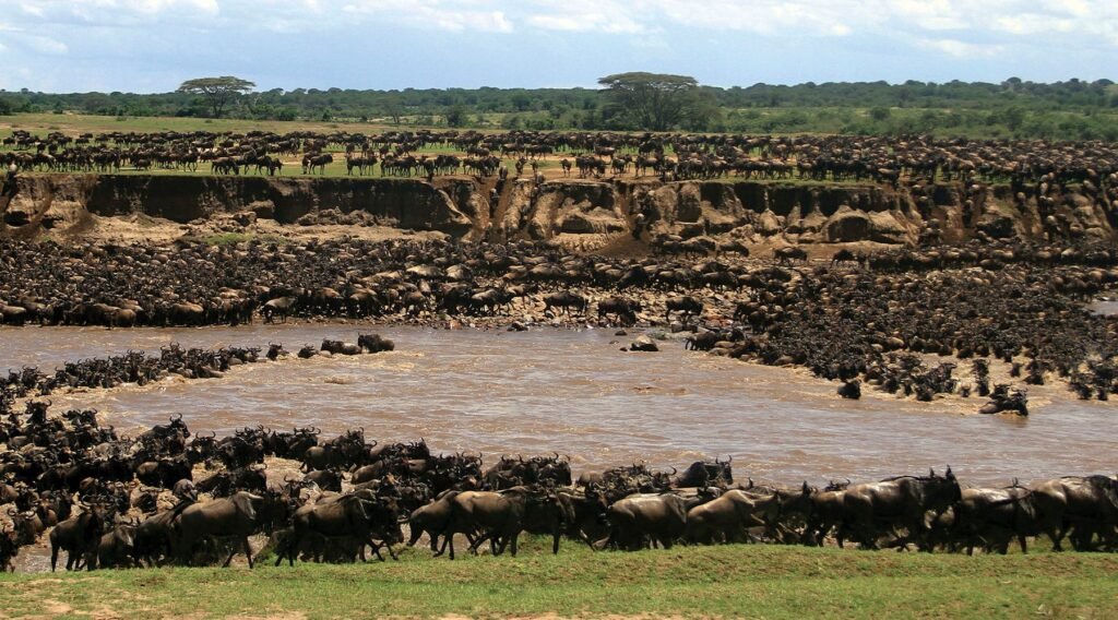 kenya wildebeest migration safari.jpg