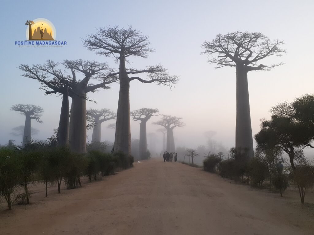 baobab morning.jpg