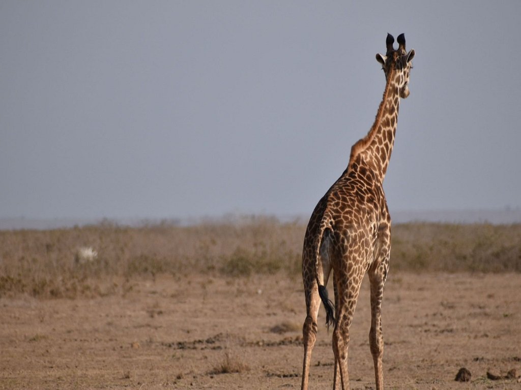 amboseli serena 5a.jpg