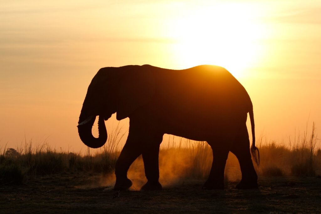kaprivi elephant.jpg