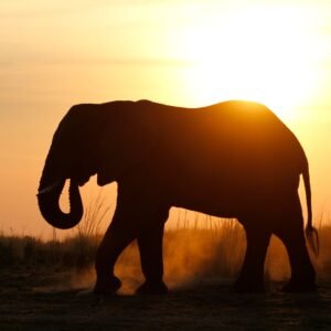 kaprivi elephant.jpg
