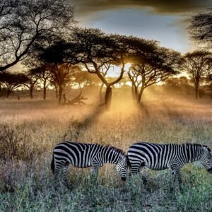 field covered grass trees surrounded by zebras sunlight sunset.jpg