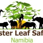 Cluster Leaf Safaris